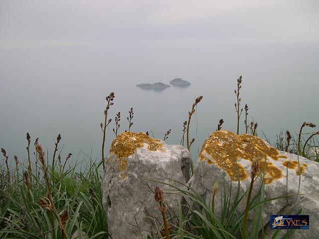 germogli di asfodelo.JPG